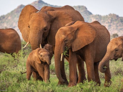 Elephants in the Buffalo Springs National Reserve in northern Kenya (Robbie Labanowski/Save The Elephants/PA)
