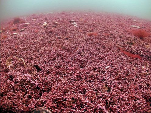 Maerl in the Fal Estuary in Cornwall was found to be ‘genetically distinct from all other sites’ (Mark Milburn/Atlantic Scuba/PA)