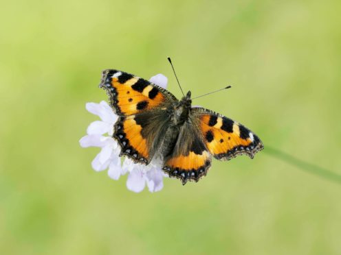 The small tortoiseshell butterfly had a better year in 2020 (Iain H Leach/PA)