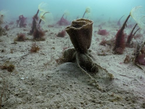 Seed bags sitting on the seabed (Ocean Conservation Trust/PA)