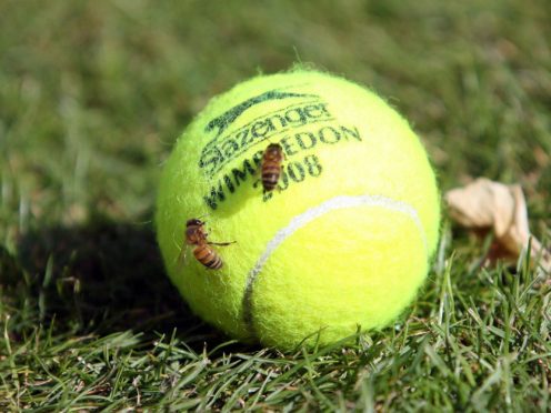 Two wasps on a tennis ball (Lewis Whyld/PA)