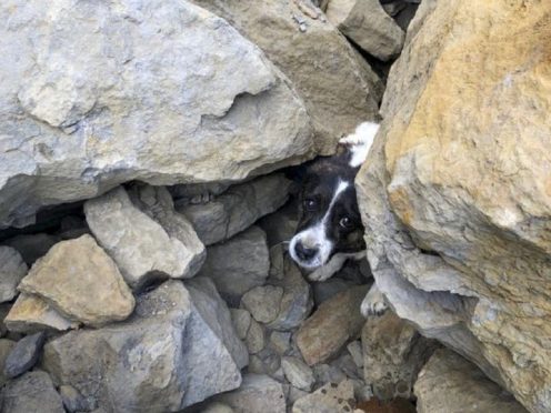 A Jack Russell was found trapped under rocks three days after it went missing (RNLI/Ed Thomas/PA)
