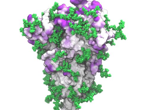 Patches of intense purple at the surface of the spike protein indicate potential target sites for antibodies that are not protected by the glycans, shown in green (Mateusz Sikora/PA)