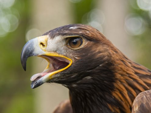 A golden eagle was found dead on a rural estate in Aberdeenshire (Phil Wilkinson/PA)
