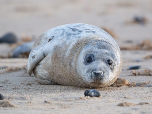 Engineers and biologists have joined forces to reveal how seals evolved to swim (Joe Giddens/PA)