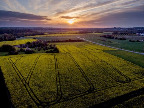 Rape fields are in full blossom on the outskirts of Frankfurt (Michael Probst/AP)
