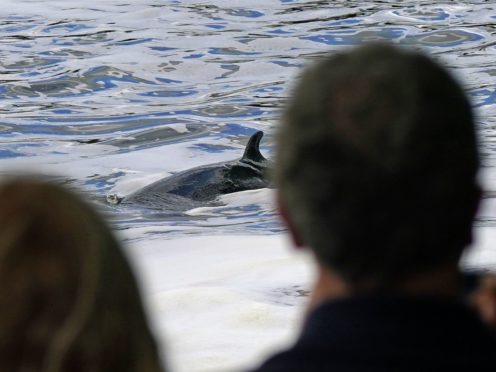 Members of the RNLI attempt to assist a Minke whale at Teddington lock (Yui Mok/PA)