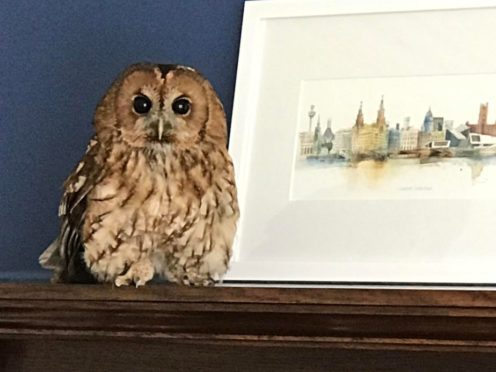 An owl who was rescued after falling down a chimney in Southport, (RSPCA/Handout)