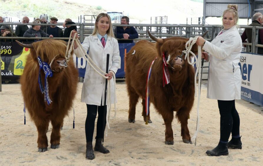 Yearling heifer crowned champion at Oban Highland Cattle sale