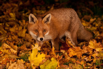Gardens provide food and shelter for the fox