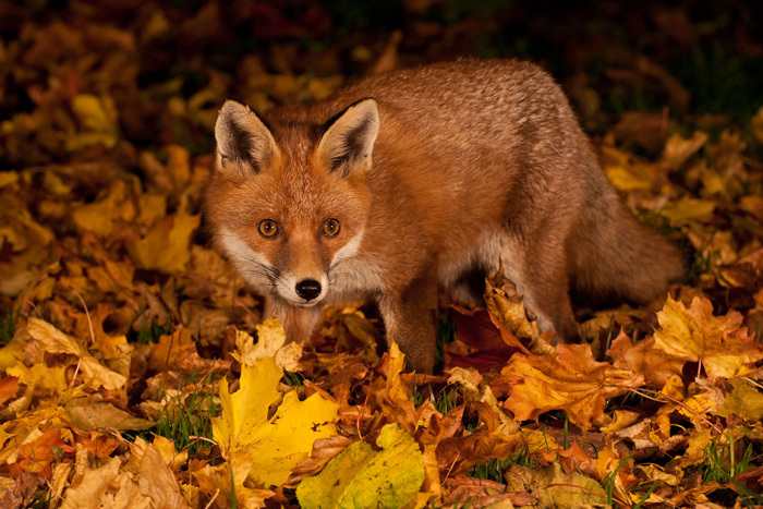 Gardens provide food and shelter for the fox