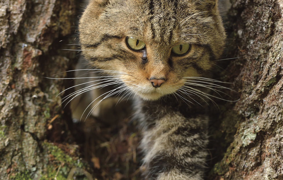 Scottish Wildcat