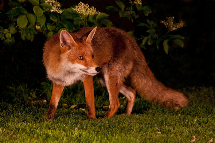 An urban red fox