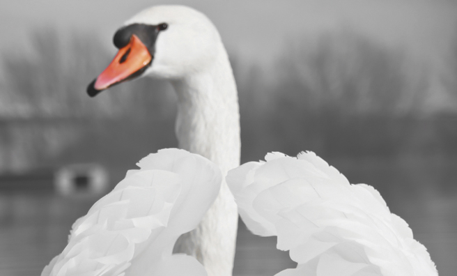 Mute swans have a distinctive orange and black bill