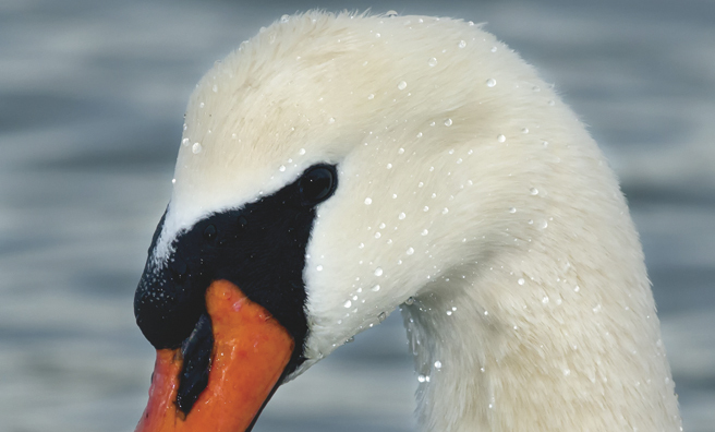 A mute swan in close-up