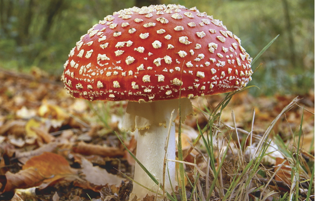 The beautiful but very poisonous Fly Agaric
