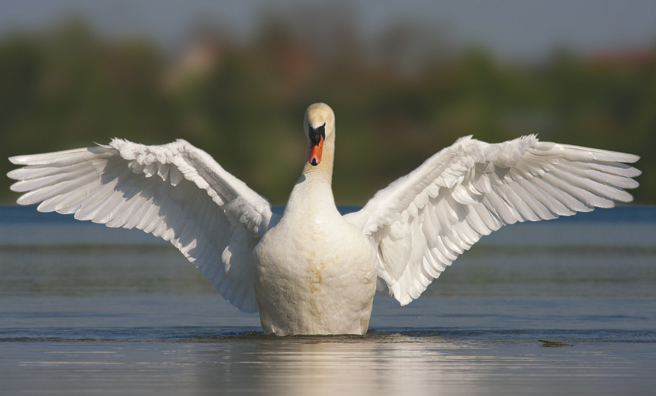 A mute swan's wingspan can reach 2.4 metres