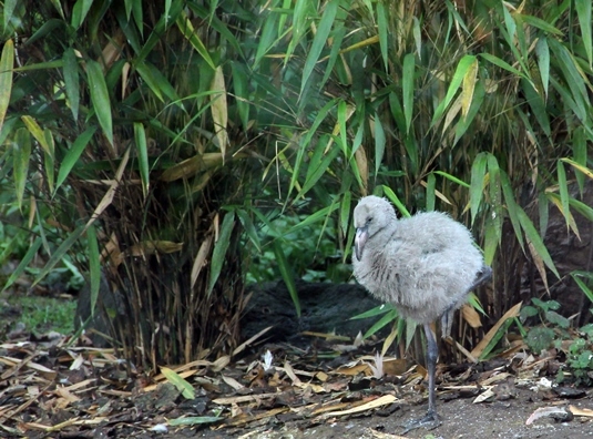 One of the five Chilean Flamingo chicks at Edinburgh Zoo. Photo courtesy of Royal Zoological Society of Scotland