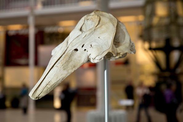 The National Collection's rare beluga whale skull