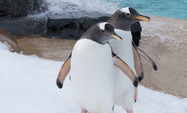 Remind you of anyone? Monty and Mabel's antics were inspired by the penguins at Edinburgh Zoo. Credit: Ivon Bartholomew