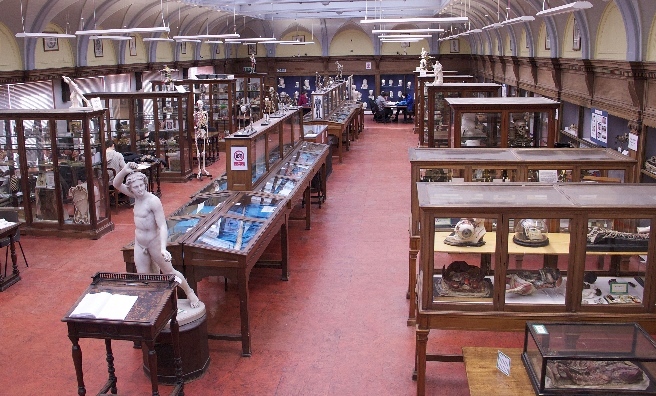 The Anatomical Museum
