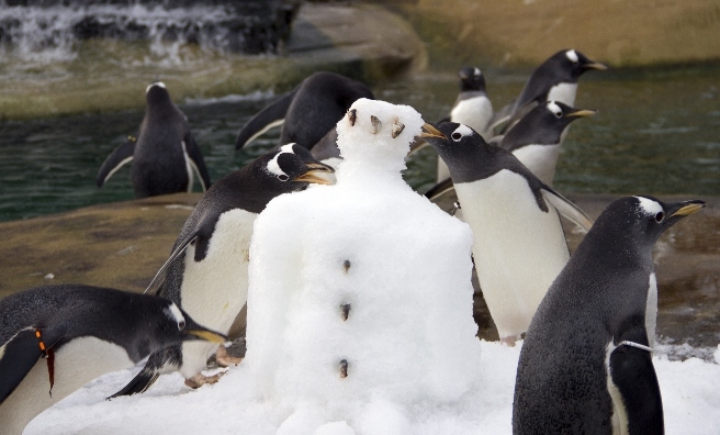 Edinburgh Zoo's gentoo penguins even have their own (slightly fishy) snowman!