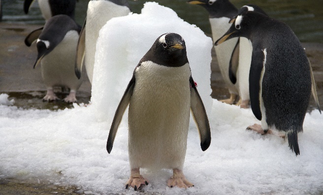Gentoo penguins at Edinburgh Zoo