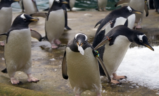 P-P-P-Pick up a piece of ice! The gentoo penguins at Edinburgh Zoo enjoy the cold snap.