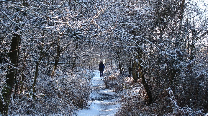 A snowy walk in the woods. Photo by Ian Dickin