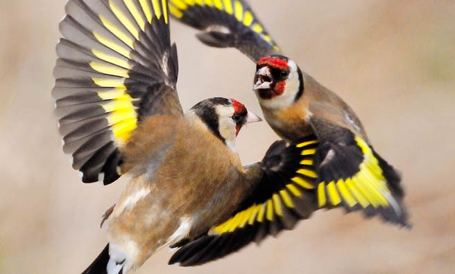 Laurie Campbell goldfinches photography
