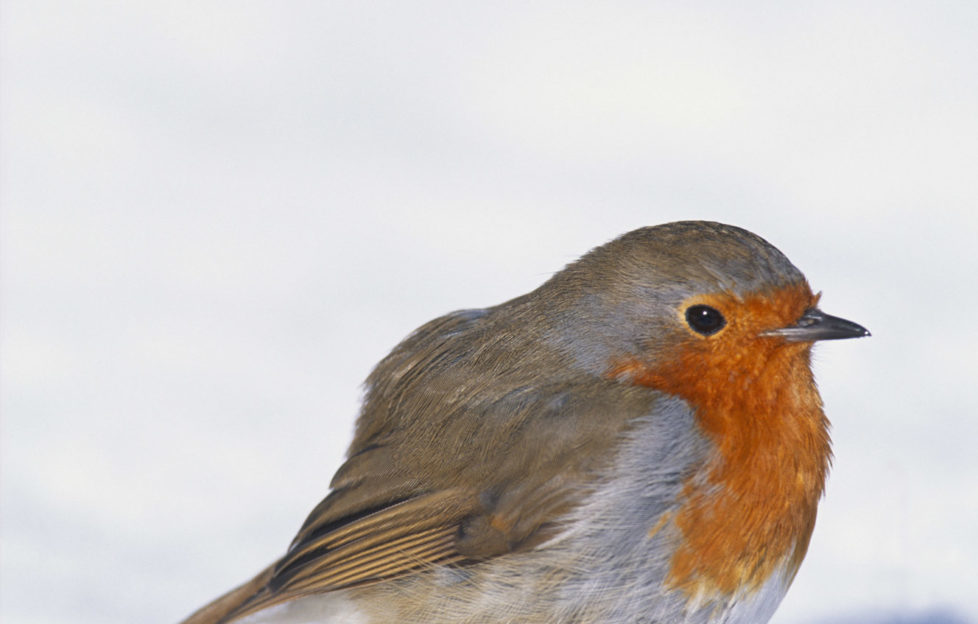 A robin sits in winter snow