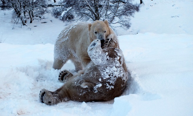 The Polar Bears at The Highland Wildlife Park. Photo by Jan Morse