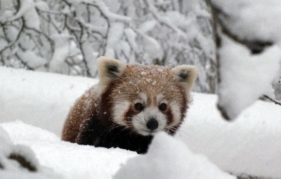Kevyn the Red Panda ventures out into the snowy weather