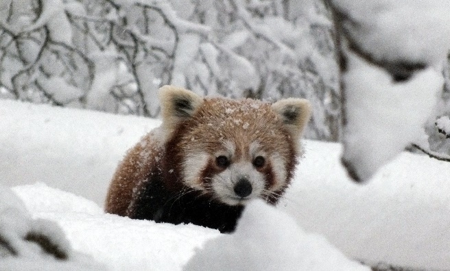 Kevyn the Red Panda ventures out into the snowy weather