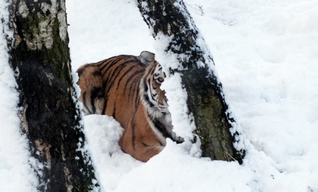One of the Amur Tigers plays peek-a-boo in the snow. Photo by Jan Morse