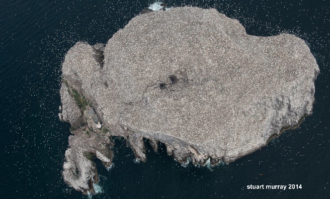 An aerial view of the Bass Rock gannet colony. Photo by Stuart Murray
