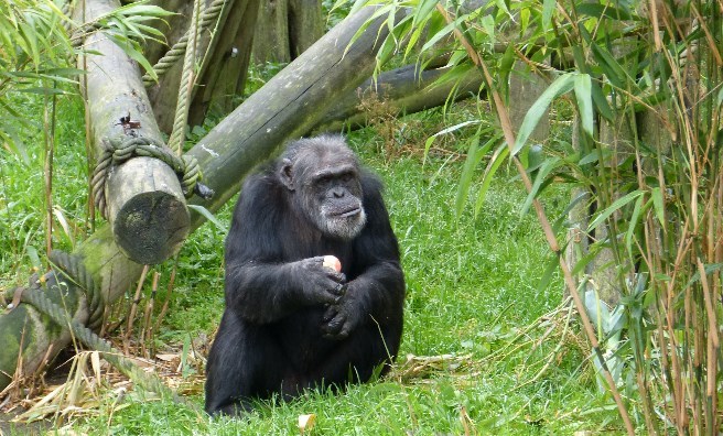 David, one of the Edinburgh chimpanzees. Photo by Jamie Norris