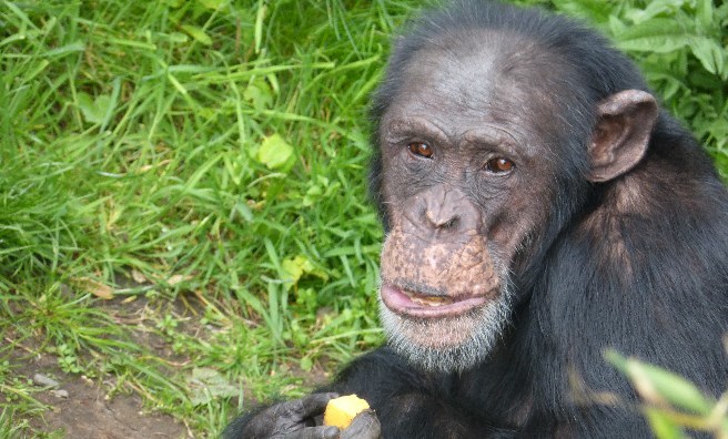 Frek, one of the Bekse Bergen chimpanzees. Photo by Jamie Norris