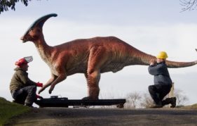 The Parasaurolophus is carefully manouvred into his spot on the hill at Edinburgh Zoo