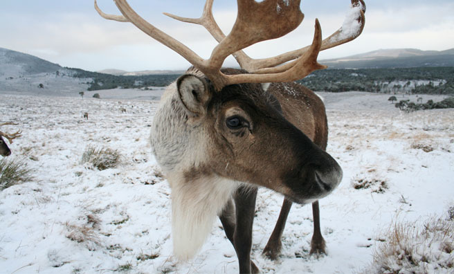 Walk with reindeers in Aviemore! Image: The Reindeer Company Ltd