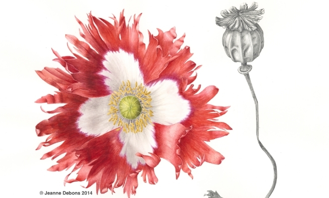 Victoria Cross Poppy by Jeanne Debons
