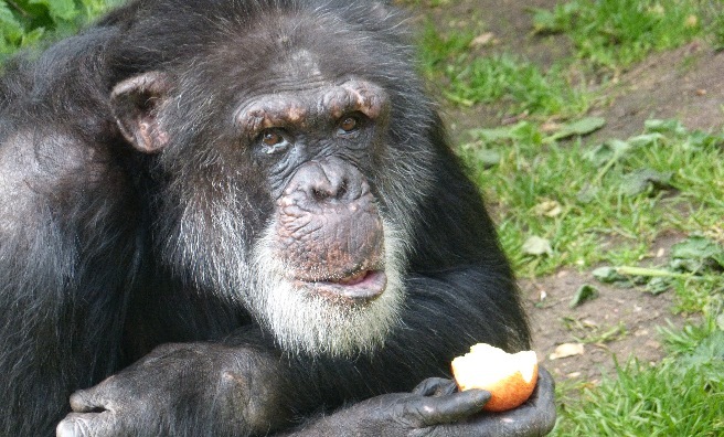 Louis, one of the Bekse Bergen chimpanzees. Photo by Jamie Norris
