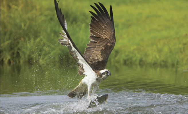 An osprey catches its prey (Pic: Alamy)