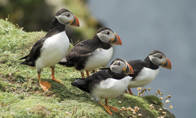 A puffin colony on a grassy clifftop