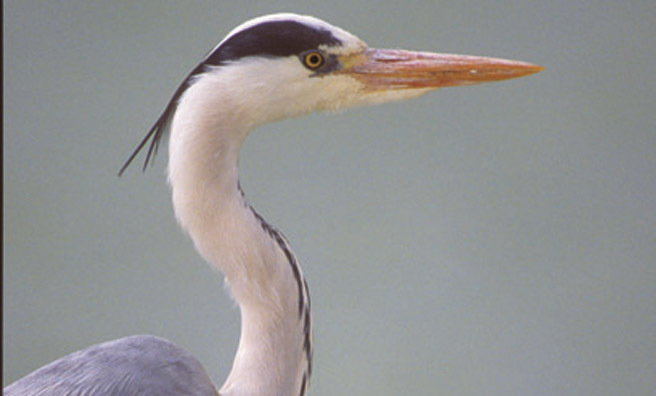 A close-up of a grey heron (Pic: Alamy)
