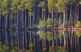 Cairngorm pineforest (Pic: Alamy)