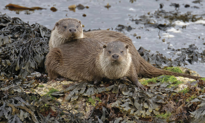 Two Eurasian otters (Pic: Alamy)