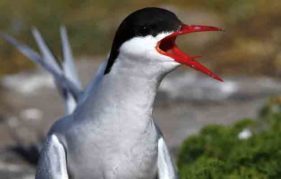 An Arctic tern - black, white and electrifying scarlet (Pic: Alamy)