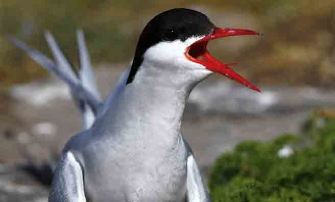 An Arctic tern - black, white and electrifying scarlet (Pic: Alamy)