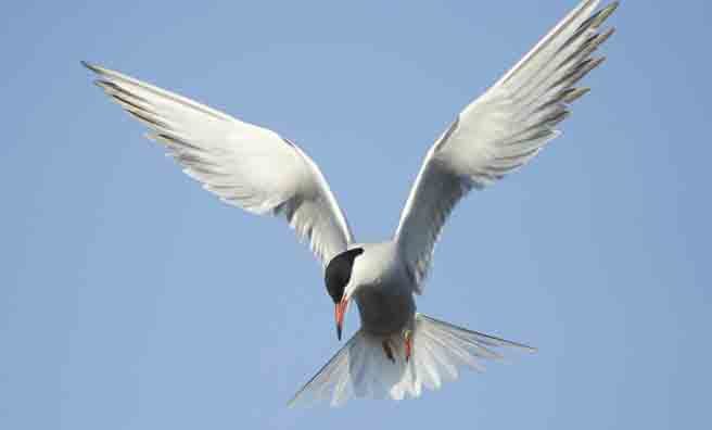 A common tern diving for fish (Pic: Alamy)
